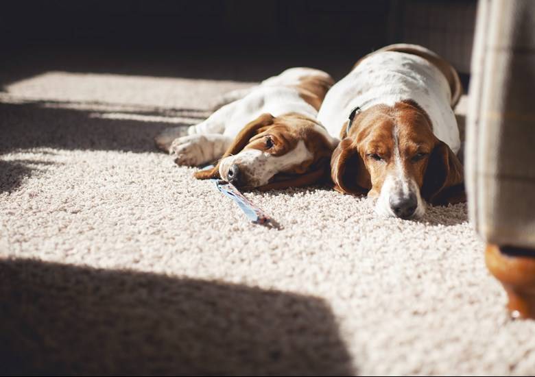 Pareja de perros Beagle descansan en alfombra