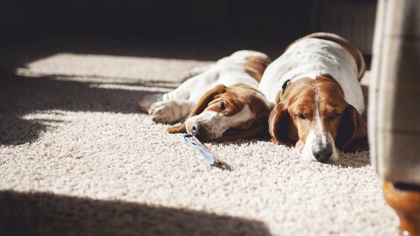 Dos perros Beagle descansan en casa en alfombra